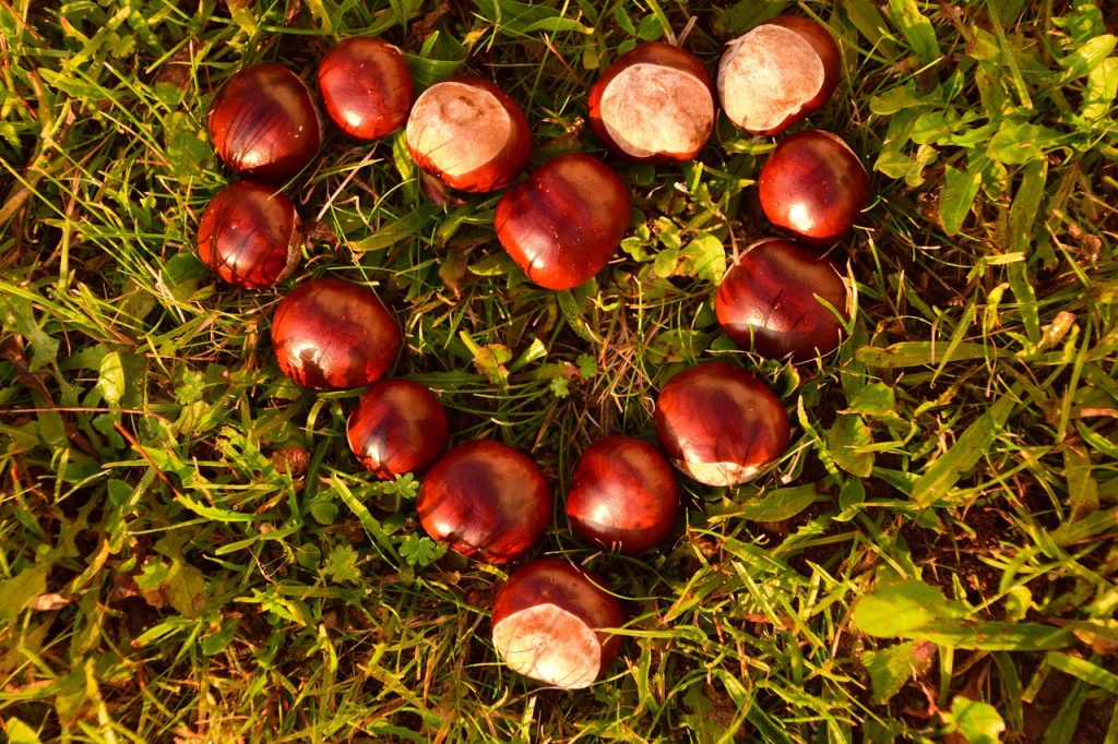 gesztenye